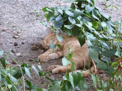 Прикрепленное изображение: P1070524.jpg